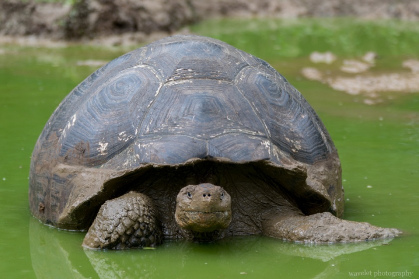 Giant Tortoises, Rancho El Manzanillo, Santa Cruz Island
