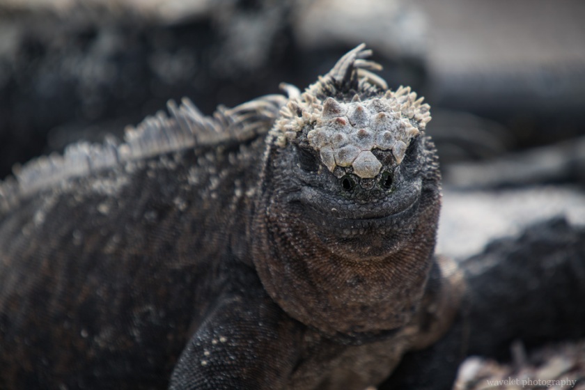 Marine Iguana, Punta Espinoza, Fernandina Island