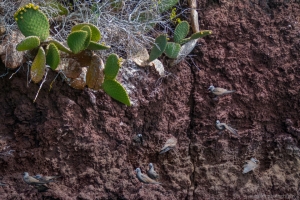 Common Noddy with Prickly Pear Cactus, Rábida Island