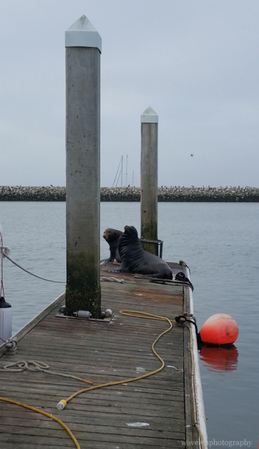 Half Moon Bay Harbor