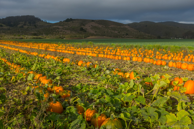 Pumpkin field by highway 1 near Half Moon Bay