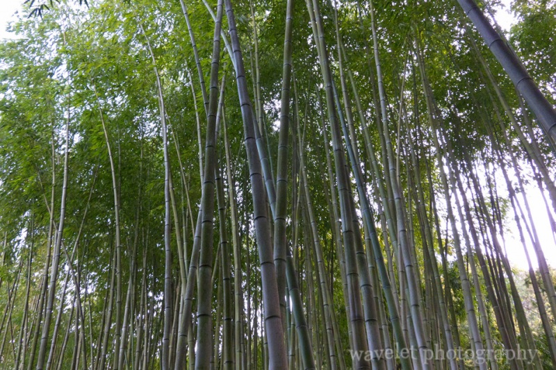 Hakone Garden