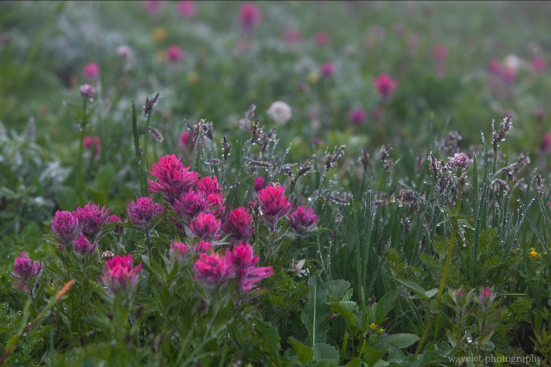 Magenta Paintbrush, Skyline Trail, Paradise, Mt. Rainier