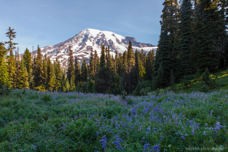 Nisqually Vista Trail, Paradise, Mt. Rainier