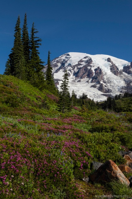 Skyline Trail, Paradise, Mt. Rainier