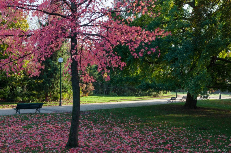 A colorful tree by the Champs-Élysées, Paris