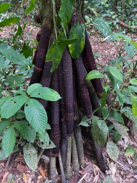 Root of the Tree