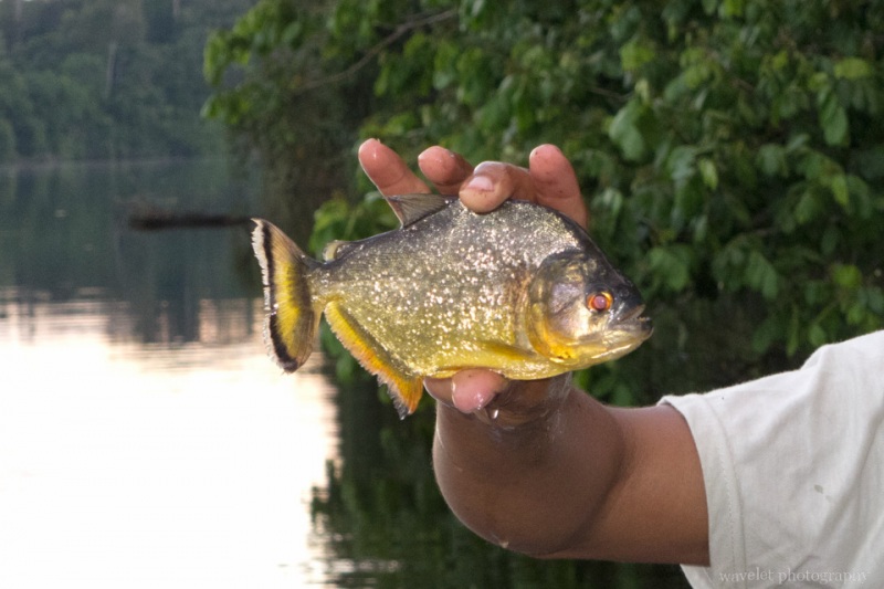 A Piranha
