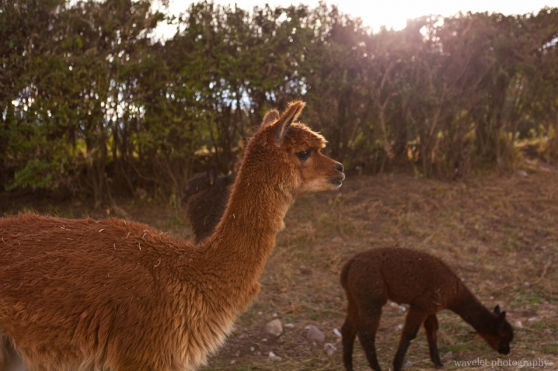 Alpaca, Sacsayhuamán