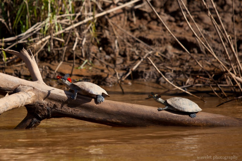Butterflies and Turtles