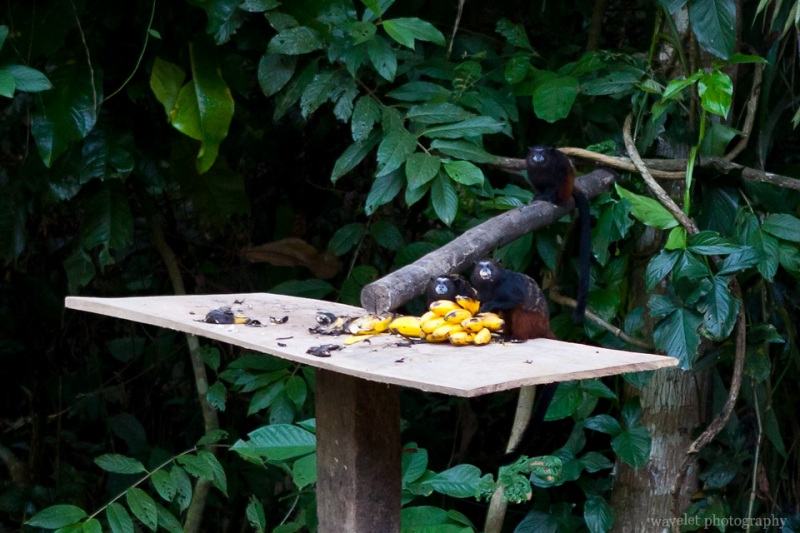 The Lodge Uses Bananas to Attract Monkeys