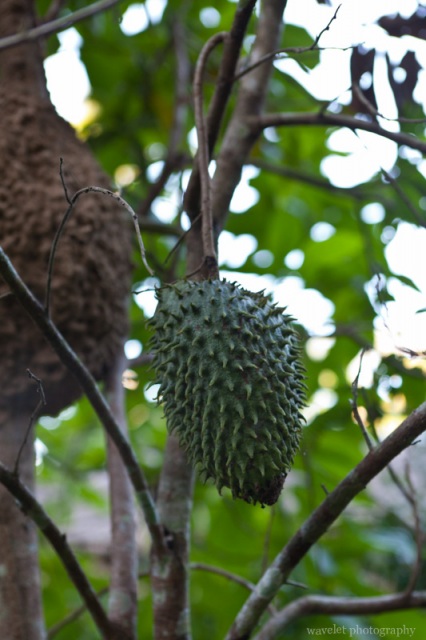 Plants in Inotawa Lodge