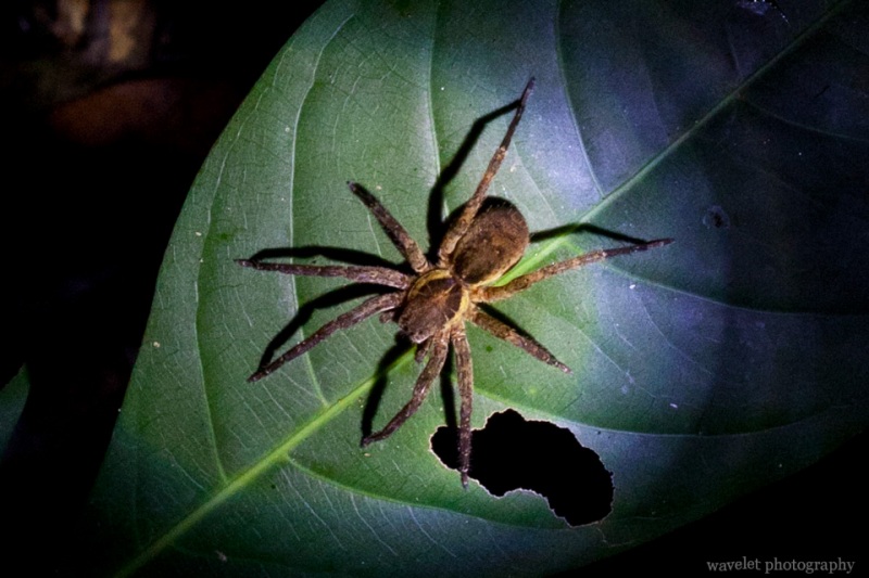 Spider