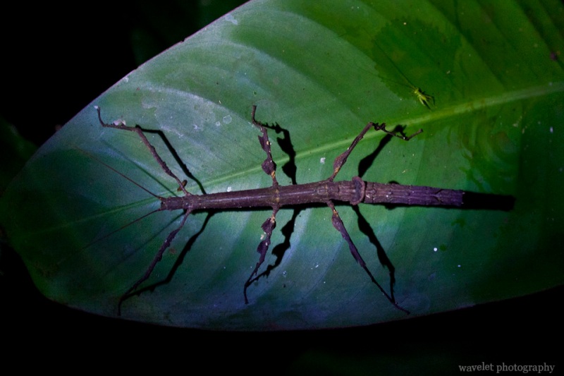 Stick-bug