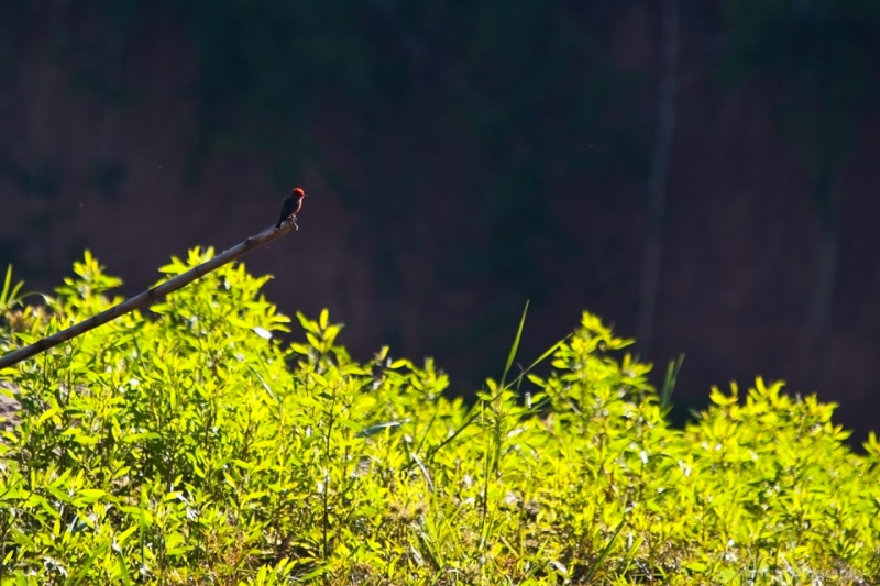 Unknown Bird