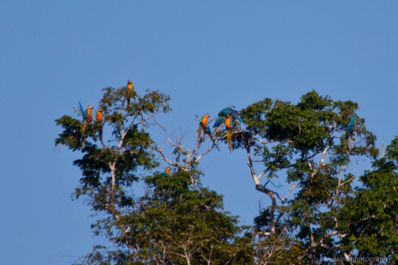Blue-and-Yellow Macaws