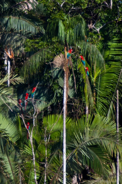 Red-and-Green Macaws