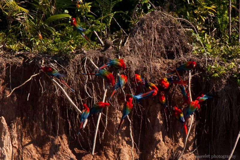 Macaws\' Clay Lick