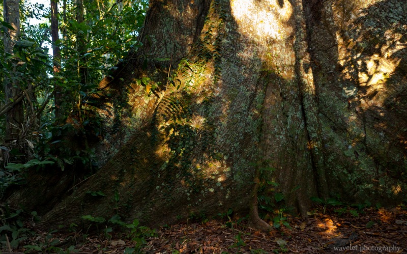 Massive Tree Trunk