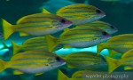 Sydney Aquarium
