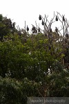 Flying Foxes
