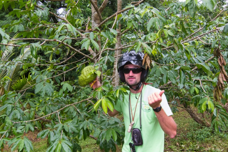 The guide explains vegetations, Moorea ATV Tour