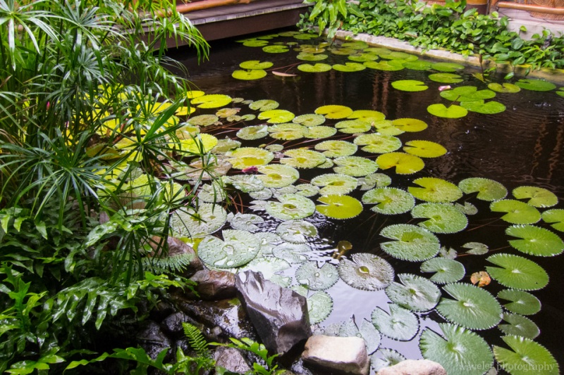 Garden of Hilton Moorea Lagoon Resort & Spa