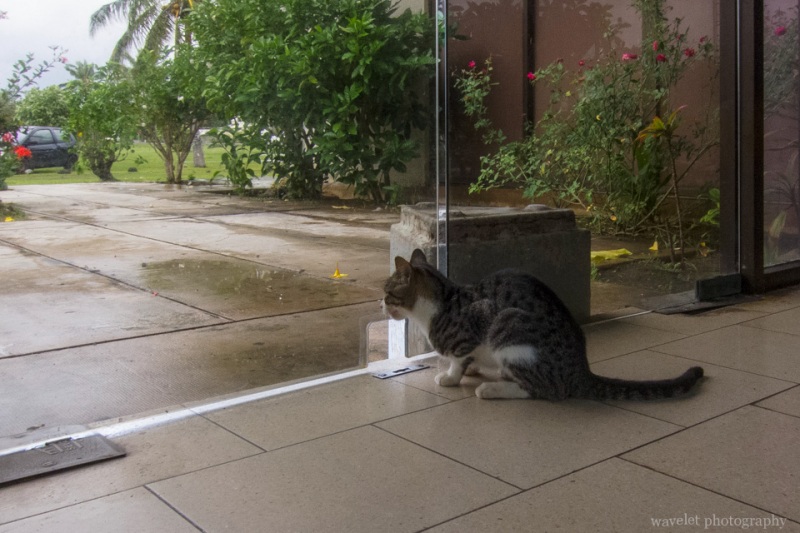 A cat at Moorea Airport