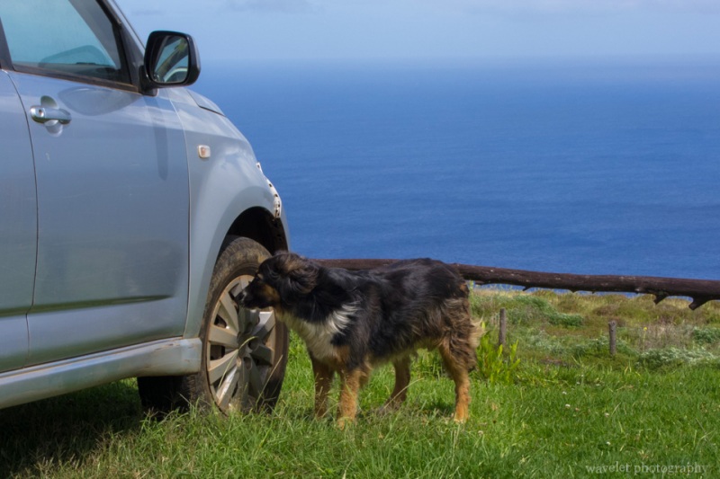 A dog at Orongo, Easter Island