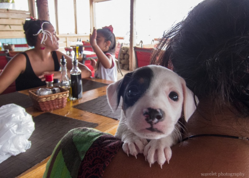 A dog at Restaurant Haka Honu, Easter Island