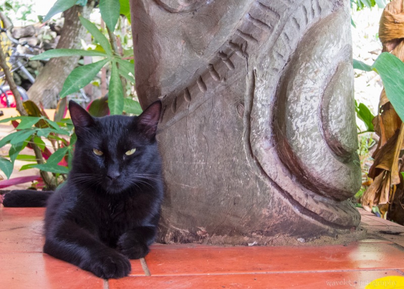 The cat of Hotel Cabanas Koro Nui, Easter Island