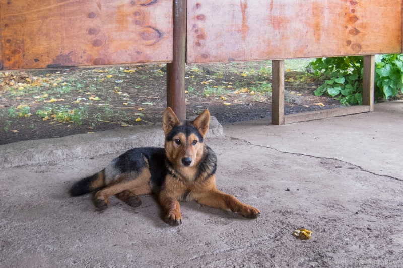 A dog at Rano Raraku, Easter Island