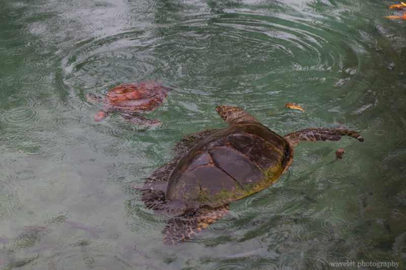 Turtle Sanctuary, Inter-Continental Resort & Spa, Moorea