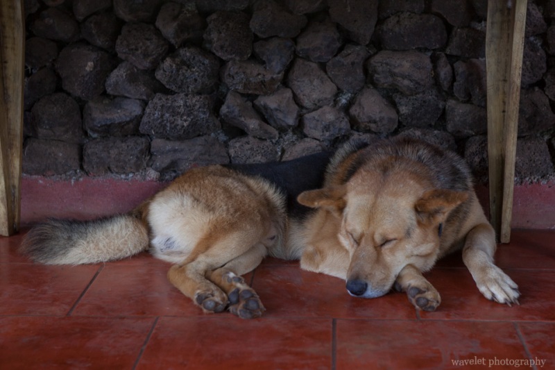 The larger dog of Hotel Cabanas Koro Nui, Easter Island