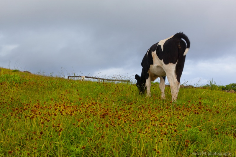 Near Orongo on Rano Kau, Easter Island