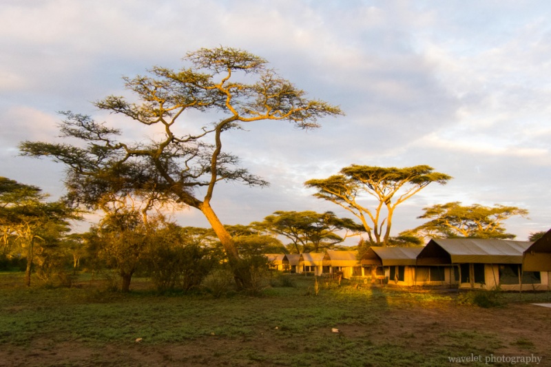 Ang\'ata Migration Camp in sunrise, Lake Ndutu