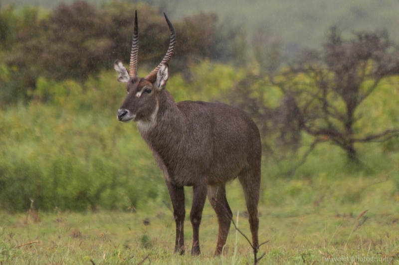 A male Waterbuck in the rain, Arusha National Park, Tanzania