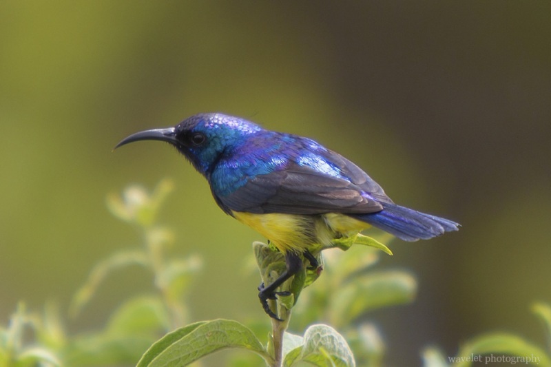 Collared Sunbird, Arusha National Park, Tanzania