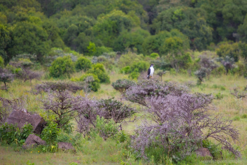 An African Hawk Eagle, Arusha National Park, Tanzania