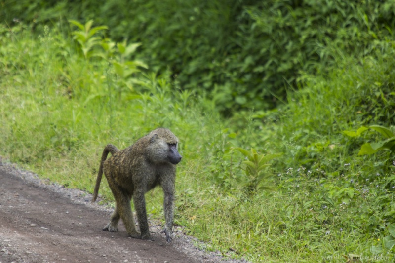 Baboons, Arusha National Park, Tanzania