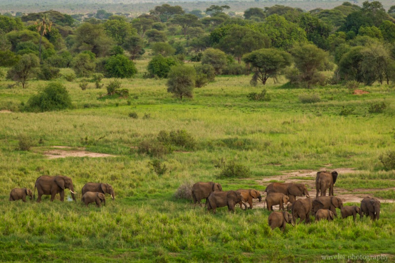 Elephants, Tarangire National Park
