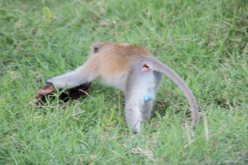 Blue-ball monkey, Lake Manyara National Park