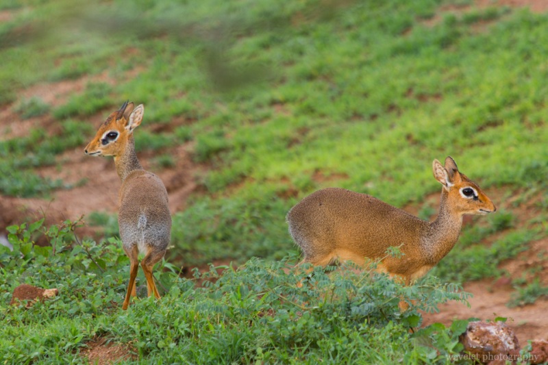 Dik-dik, Lake Manyara National Park