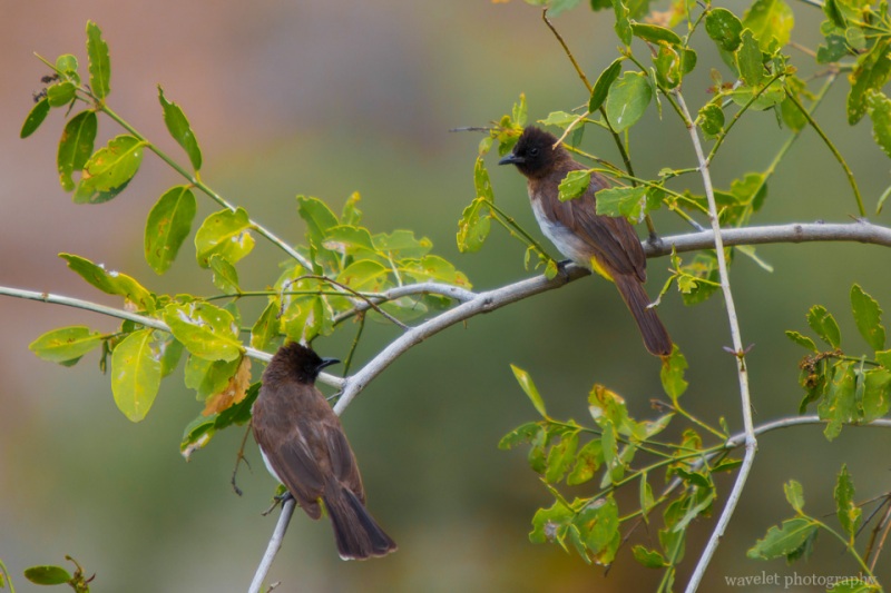 Common Bulbul, Oldupai Gorge