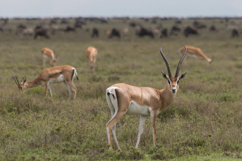Grant\'s Gazelle, Serengeti National Park