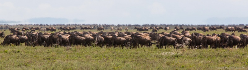 Wildebeests in migration, Serengeti National Park