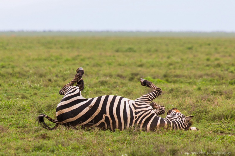 Mountain Zebra, Serengeti National Park