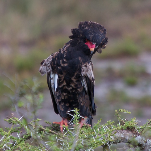 Bateleur Eagle, Lake Ndutu
