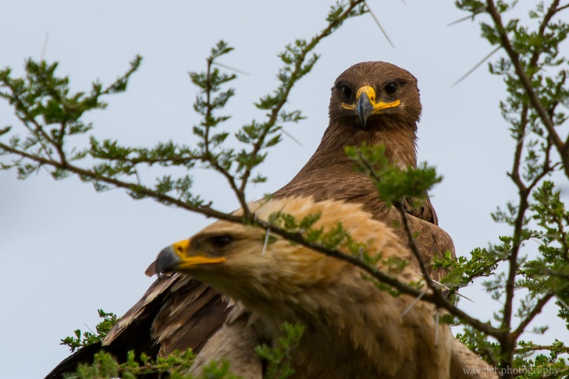 Black Kite, Lake Ndutu