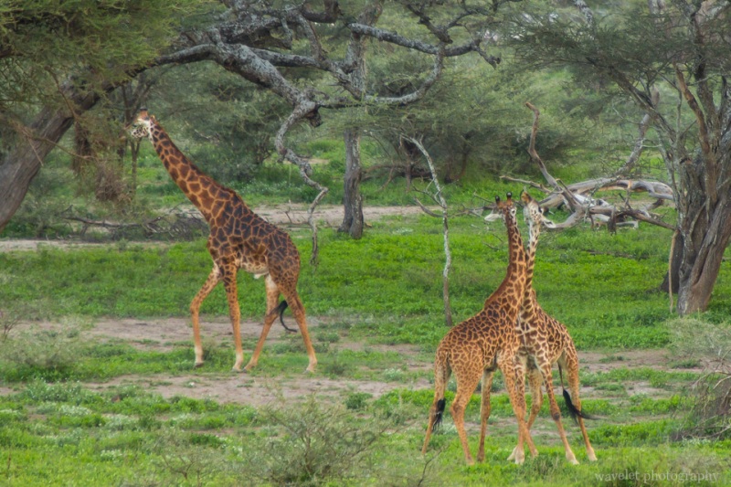 Giraffe fight, Lake Ndutu